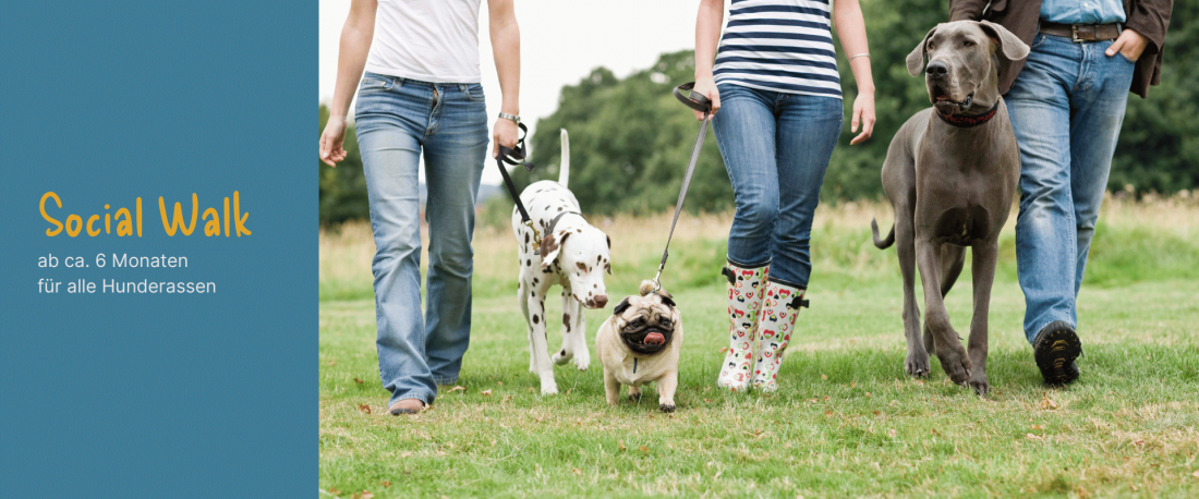 social walk